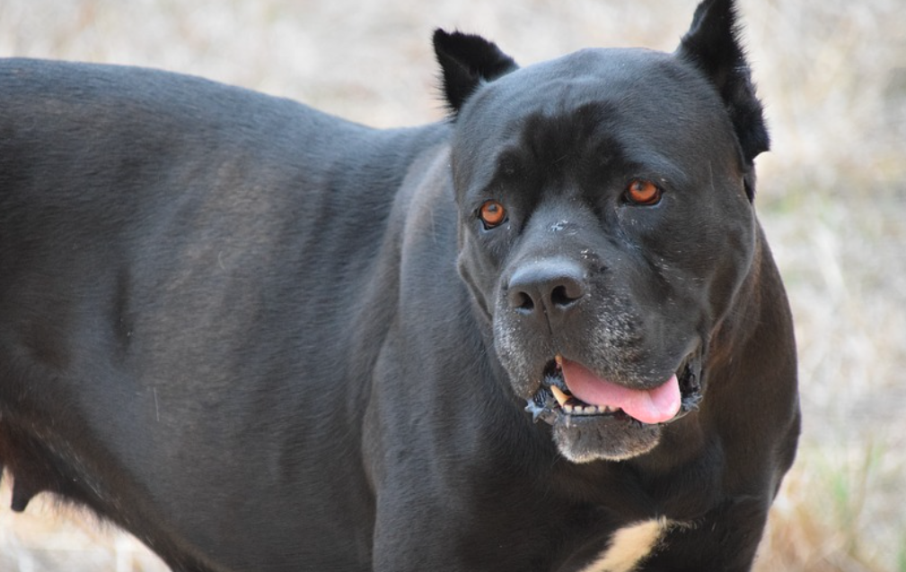Hund wird nach Todesbiss eingeschläfert hier ist die "Todesstrafe